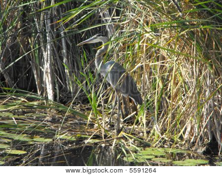 Great Blue Heron
