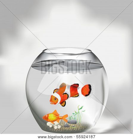 Aquarium with two fishes