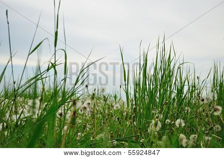 Spring Field