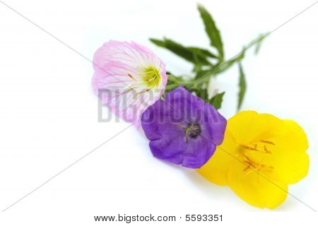 Tre Primrose blomst