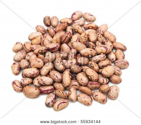 Pinto Bean