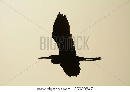 silhouetted western Reef Heron (Egretta Gularis) im Flug
