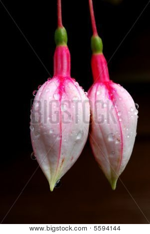 Fucsia