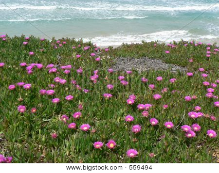 Fiori costiere