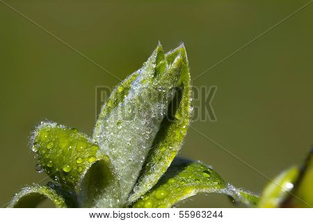 FrÃ¼hjahr grÃ¼ne Knospen