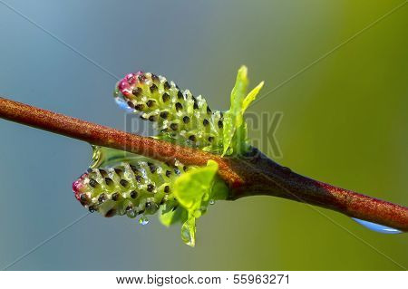 Macro Young In Spring