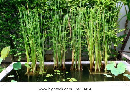 Water Garden