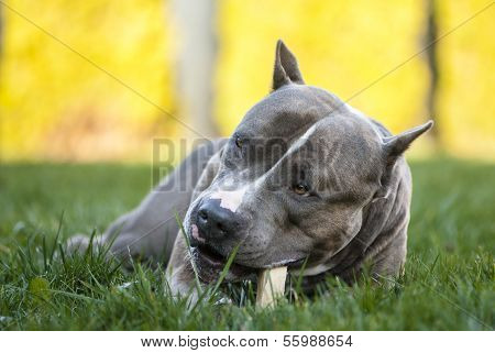 American Staffordshire Terrier With Bone