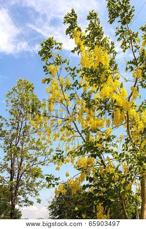 Golden shower tree