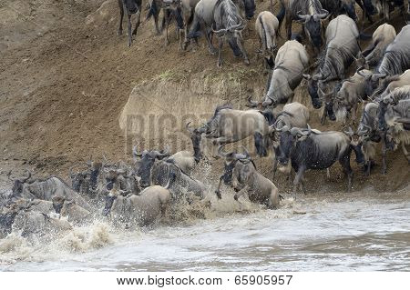 Wildebeest jumping in the Mara river