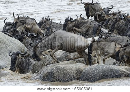 Wildebeest stucked on rocks in the Mara river