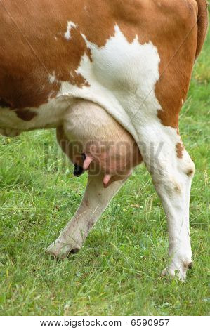 Cow Udder Full with Milk