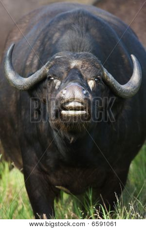 Buvol africký