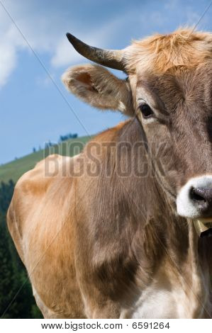 Detail of a brown Cow