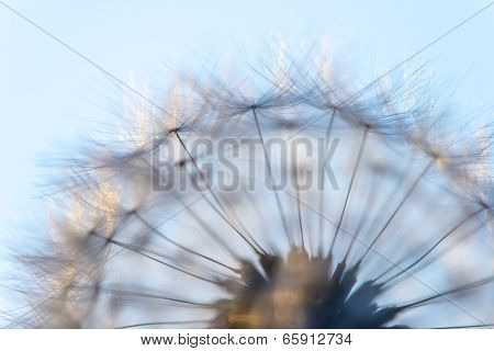 Big Dandelion Head