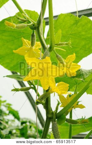 Many Yellow Flowers On Cucumber's Ovaries