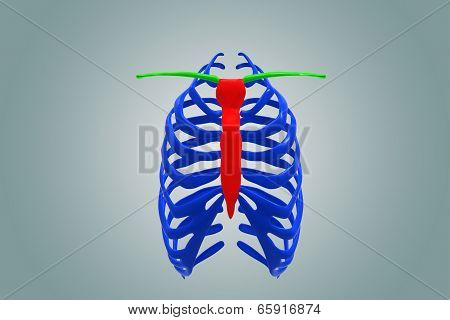 Skeleton Ribs