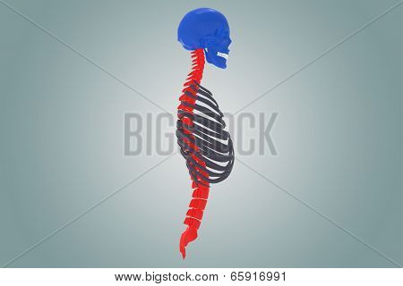 Skull with ribs