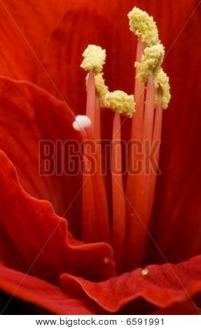 Fiore