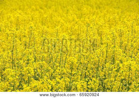 Rape Seed Field