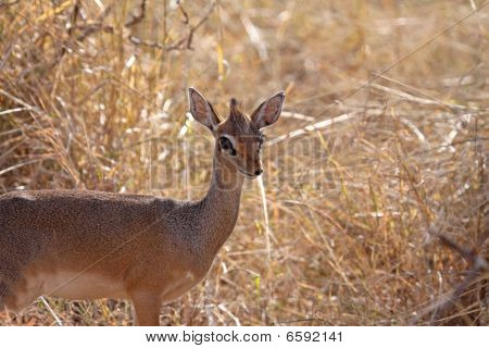 หญิง Dik-dik