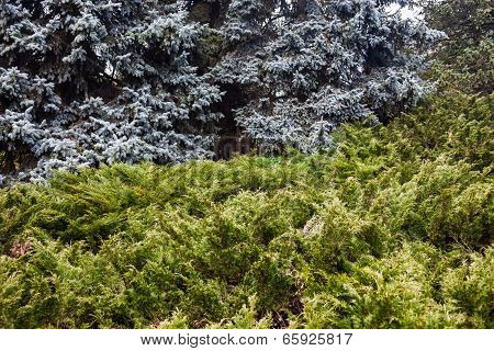 Landscape With Blue Spruces And Juniper Bushes
