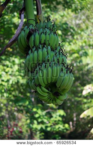 Hanging Bananas