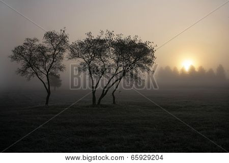 Autumn Landscape. Fog