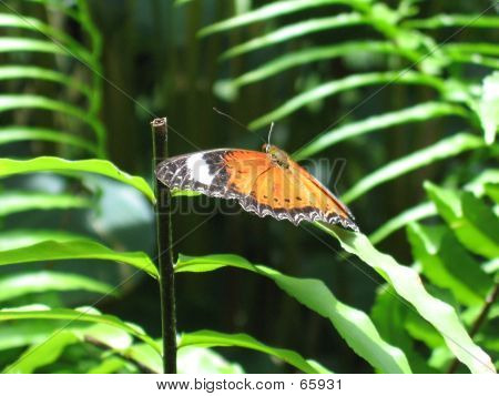 Orange Lacewing