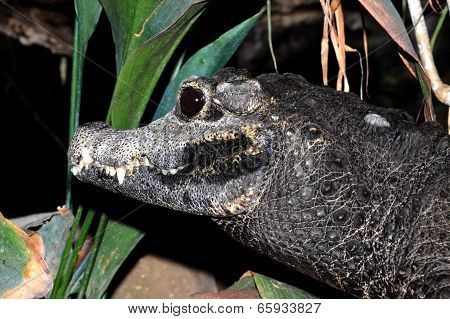 Dwarf Crocodile