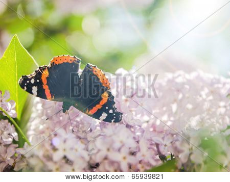 Batterfly on the lilac. Space for text.