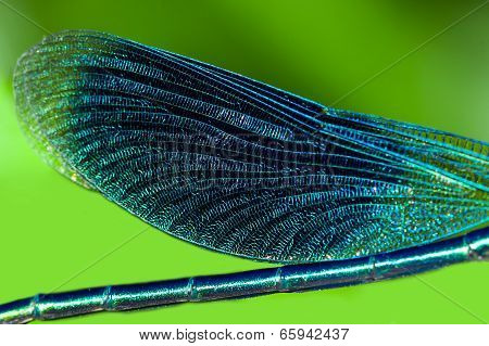 Wings Of A Dragonfly Close Up