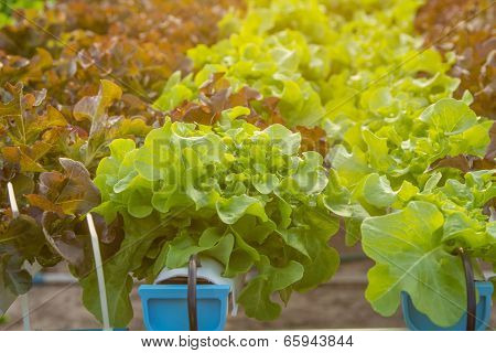 Hydroponic vegetable