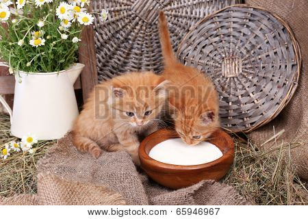 Cute little red kittens drinking milk on barn wall background