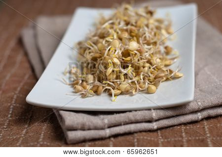 Lentil Sprouds