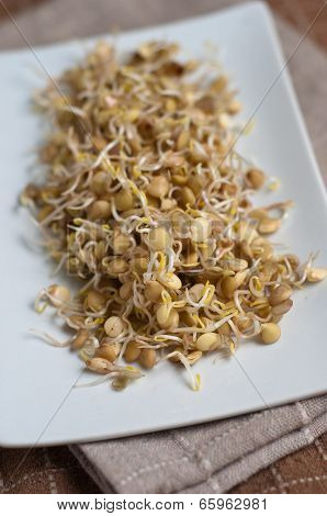 Lentil Sprouds