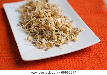 Lentil Sprouds
