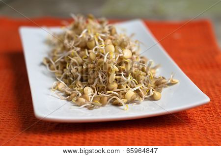 Lentil Sprouds