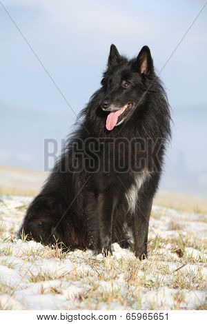 Beautiful Chien De Berger Belge In Winter