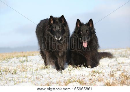 Ten Years Old Bitch Of Groenendael Looking At You