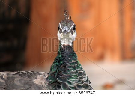 Peacock