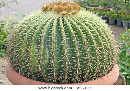 Cacto