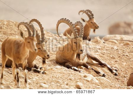 Wild Goats In Nature