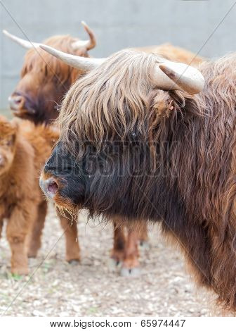 Closeup Portrait Of A Yak