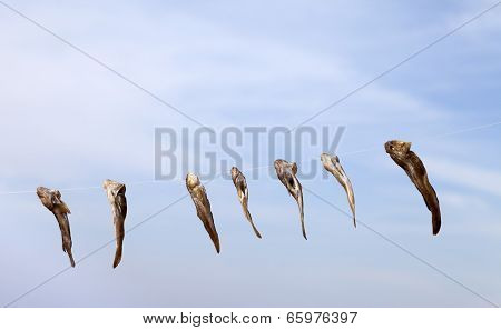 Stockfish Drying On Sun