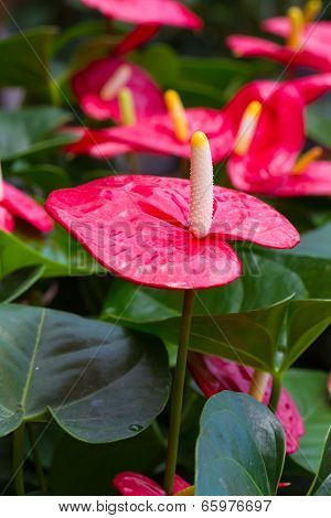 Flamingo Flowers or Boy Flowers