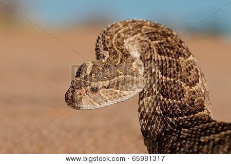 Portrait of a puff adder (Bitis arietans) in defensive position, southern Africa