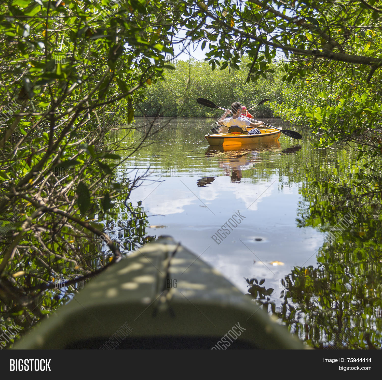 Kayaking Everglades Image & Photo (Free Trial) Bigstock