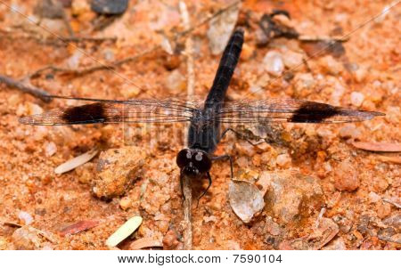 Macro musta Dragonfly