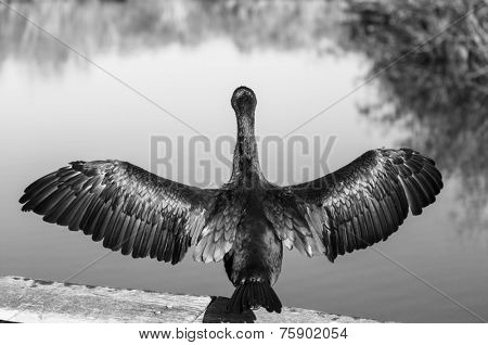 American Anhinga ,Everglades National Park, Florida